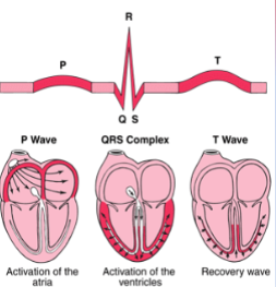 <p>-P-Wave:</p><p><strong>atrial contraction</strong></p><p>-QRS Complex</p><p><strong>ventricular contraction</strong></p><p>-T wave:</p><p><strong>ventricles reset</strong></p>