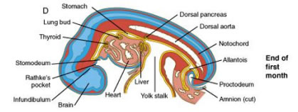 <p>Part of the yolk sac cavity is enclosed within the embryo by pinching off the yolk sac to form a yolk stalk and balloon-like yolk sac.</p>
