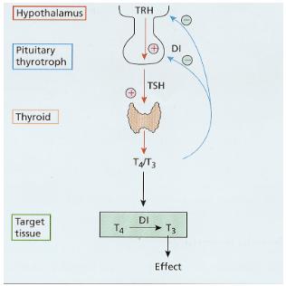 <p>TRH is released by the hypothalamus and stimulates the anterior pituitary to release thyroid-stimulating hormone (TSH)</p><p>TSH acts on the thyroid to increase the secretion of T4/T3 hormones</p>