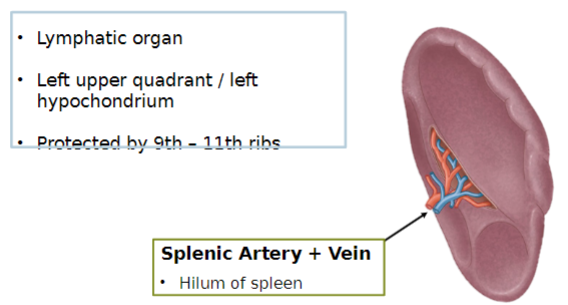 <p>The spleen is located in the left upper quadrant, also known as the left hypochondrium. It is protected by the 9th to 11th ribs. The splenic artery and vein enter and exit the spleen at its hilum. The spleen is a lymphatic organ involved in immune function.</p>