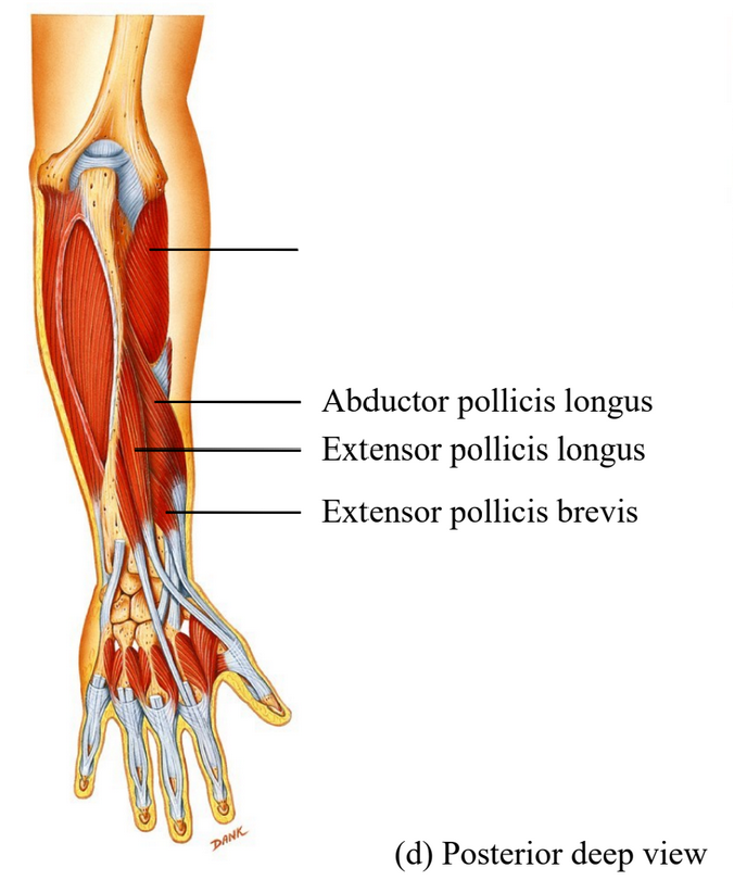 <p>Label this muscle and describe what it does?</p>