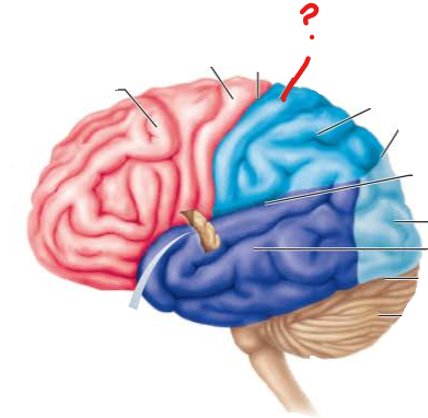 <p>name the broddman's area and the functional brain region that sits on it</p>