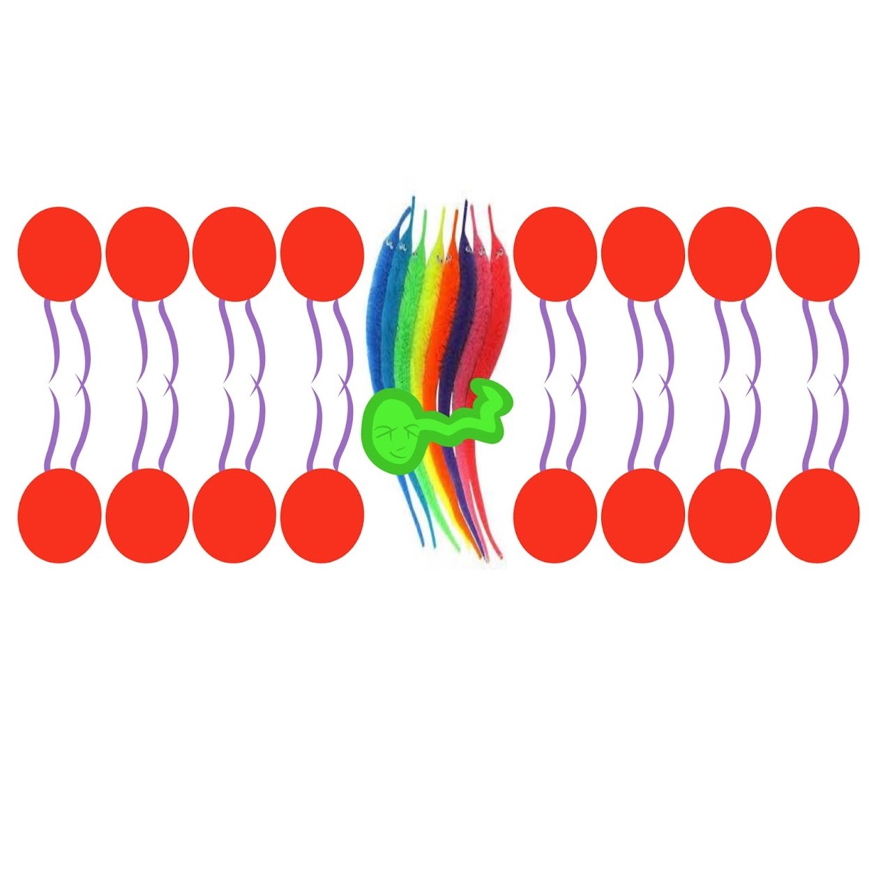 <p>Retinal &amp; opsin</p>