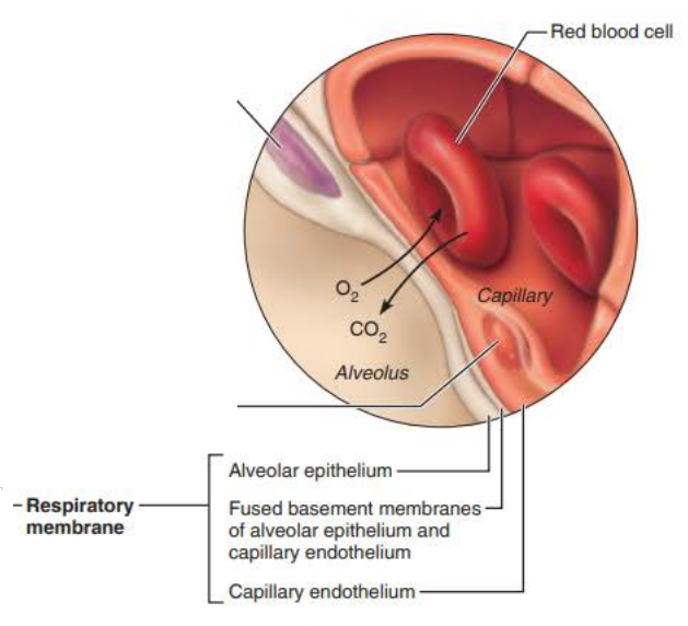 <p>respiratory membrane</p><p>capillaries</p><p>alveolar walls</p><p>basement membrane</p><p>blood air barrier</p>