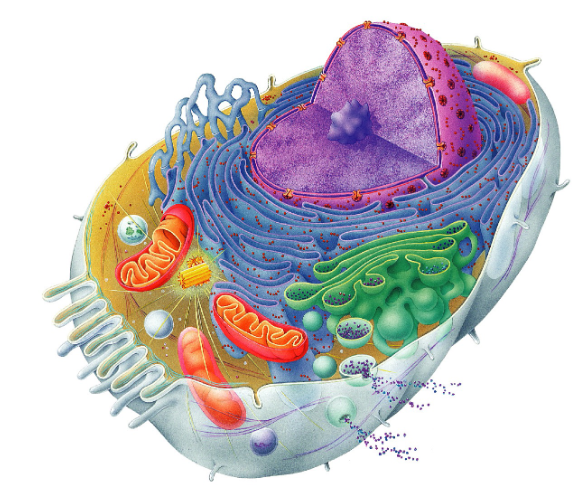 <p>Where is the Lysosome? </p>