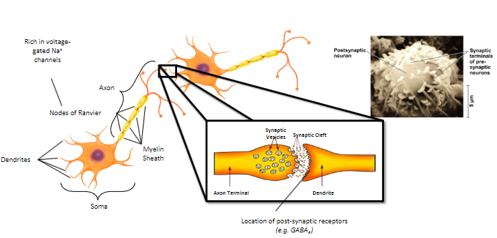 <p><strong>Neurotransmission</strong> is the fundamental process that enables the transfer of information between <strong>neurons</strong> and their targets, such as other neurons, muscles, or glands.</p><p>It involves the release, reception, and signaling of <strong>neurotransmitters</strong>, which allow communication within the nervous system.</p>