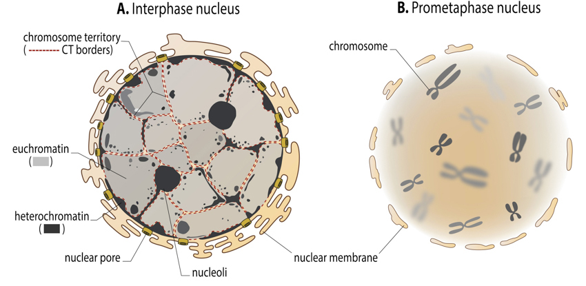 <p>- In interphase, chromatin is organised in <span class="tt-bg-blue">euchromatin </span><span class="tt-bg-yellow">and </span><span class="tt-bg-red">heterochromatin</span></p>