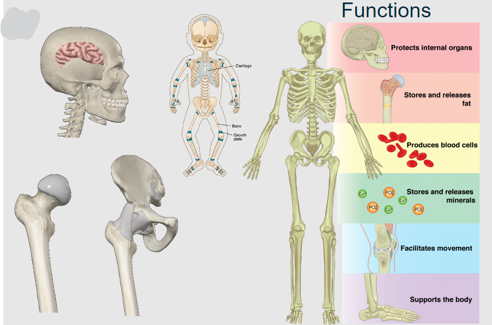 <p>The framework of the body composed of bones, cartilage, and ligaments.</p>