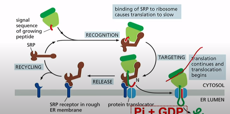 <p>Signal Recognition Particle and SRP receptor have GTPase domains that bind GTP. </p><p>SRP + Ribosome=Low affinity</p><p>SRP + ribosome + ER signal sequence = high affinity and binds to SRP receptor</p><p></p><p>Binding of SRP causes translation to pause</p>