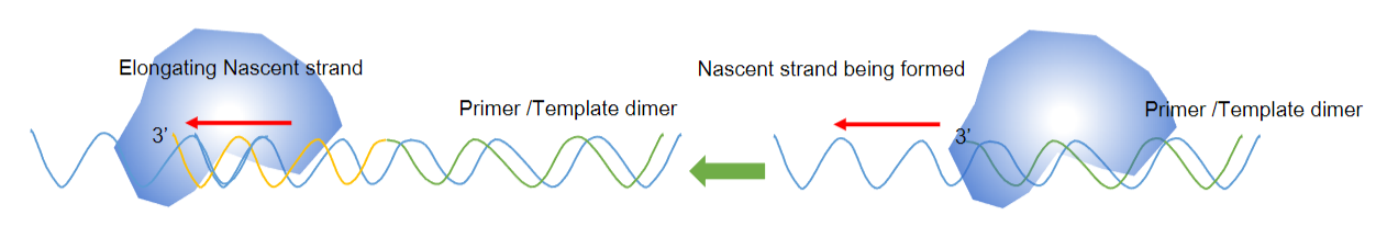 <p><strong>Answer:</strong> The primer/template duplex is significant in PCR because:</p><p><strong>Denaturation of Template:</strong> The double-stranded template DNA must first be denatured into single strands by applying heat.</p><p><strong>Formation of the Nascent Strand:</strong> The newly formed strand, known as the nascent strand, is synthesized as the PCR progresses.</p><p><strong>Annealing of the Primer:</strong> A short single-stranded DNA molecule (the primer) anneals to the denatured template, forming a partially double-stranded structure that allows for DNA synthesis.</p>