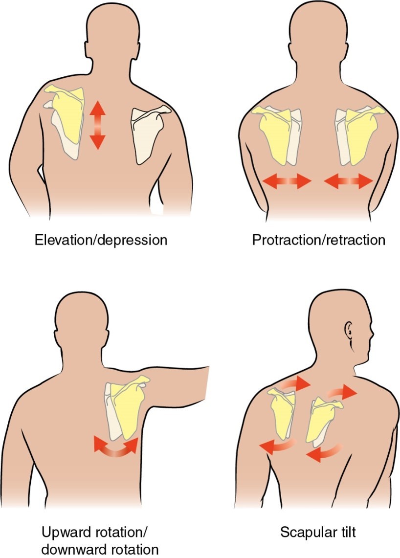 <p>motions of the shoulder girdle:Elevation</p>