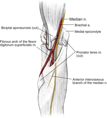 <p>The brachial artery travels deep to the bicipital aponeurosis in the cubital fossa.</p>