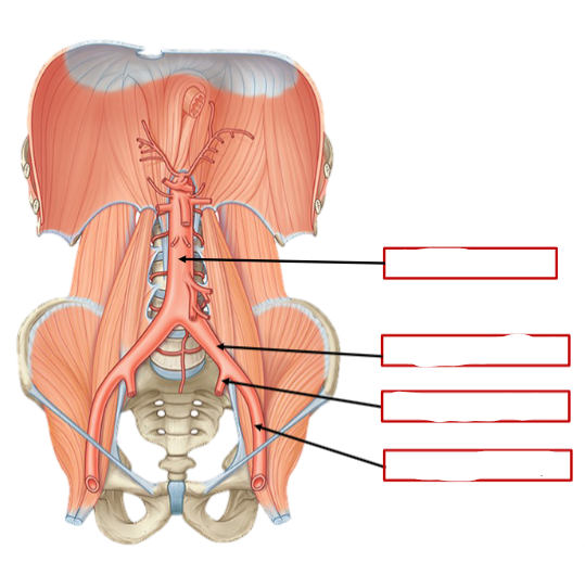 <p>Name these parts of the abdominal aorta:</p>