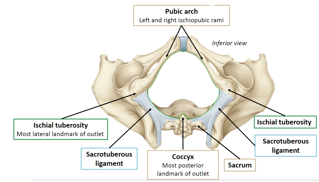 <p>Bony anteriorly</p><p>Ligamentous posteriorly</p>