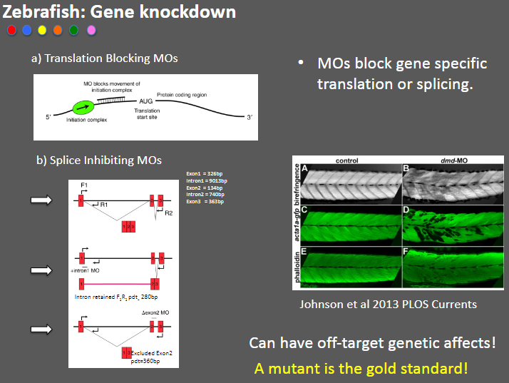 <p><strong>Translation Blocking MOs</strong>: Morpholino oligonucleotides (MOs) that block gene-specific translation.</p><p><strong>Splice Inhibiting MOs</strong>: MOs that inhibit splicing by targeting specific exons (e.g., Exon1 = 326bp).</p><p><strong>Off-target effects</strong>: MOs can cause unintended genetic changes, leading to off-target effects.</p><p><strong>Mutant as gold standard</strong>: A true mutant model is considered the gold standard for studying gene function.</p>