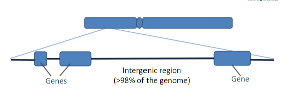 <p>1. <span class="tt-bg-green">Unit of heredity</span>; contains instructions for an organism’s phenotype</p><p>2. <span class="tt-bg-blue">DNA segment containing instructions</span> for making a particular product</p><p><strong>A gene is NOT just the bits that code for a protein</strong></p>