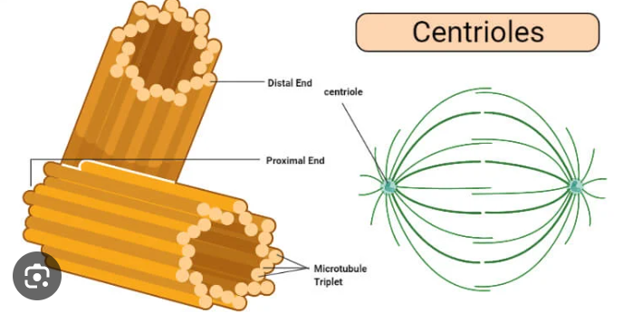 <p>ensures the correct amount of DNA goes to each cell after mitosis as well as the organization of microtubules </p>