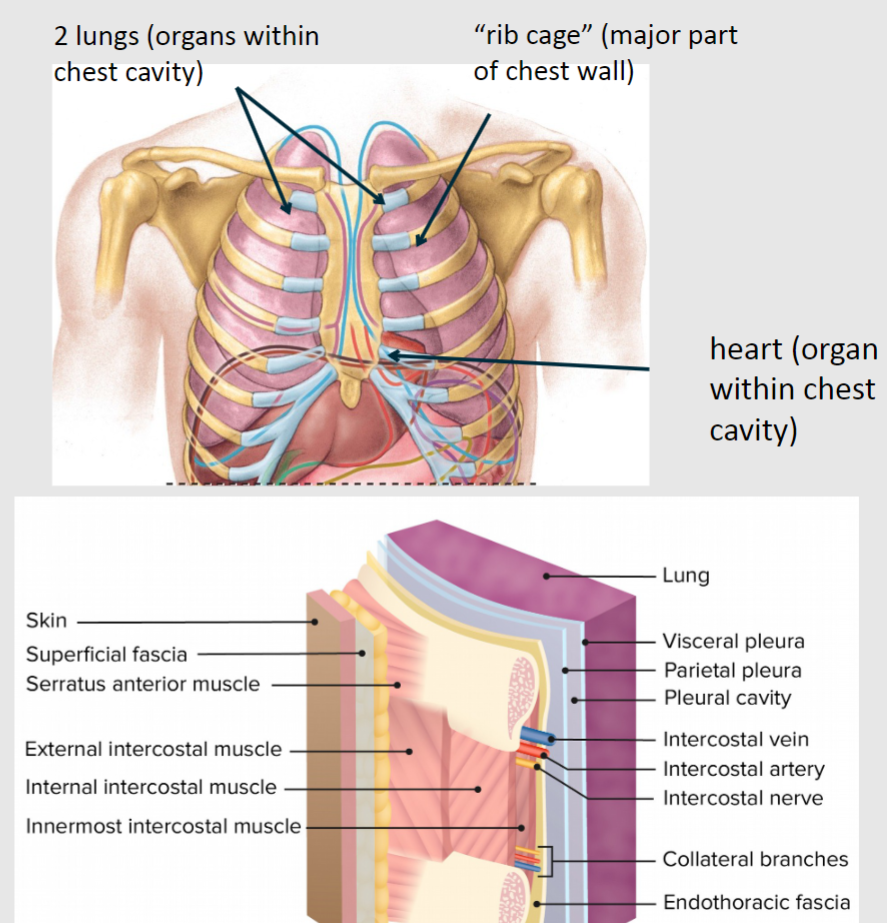 <p>🍮The thoracic cavity is located within the chest walls.</p><p>🍮It contains vital organs, also known as viscera.</p><p>🍮Major vessels and nerves are also found within the thoracic cavity.</p><p>🍮The thoracic cavity consists of the mediastinum and the right and left pleural cavities.</p>