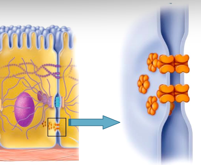 <p>What type of cell junction is this?</p>