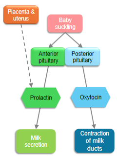 <p><strong>Stretching of the uterus and cervix</strong> during childbirth causes the release of oxytocin.</p>