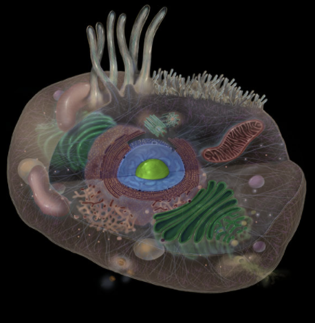 <p>Where is the Nucleolus located? </p>