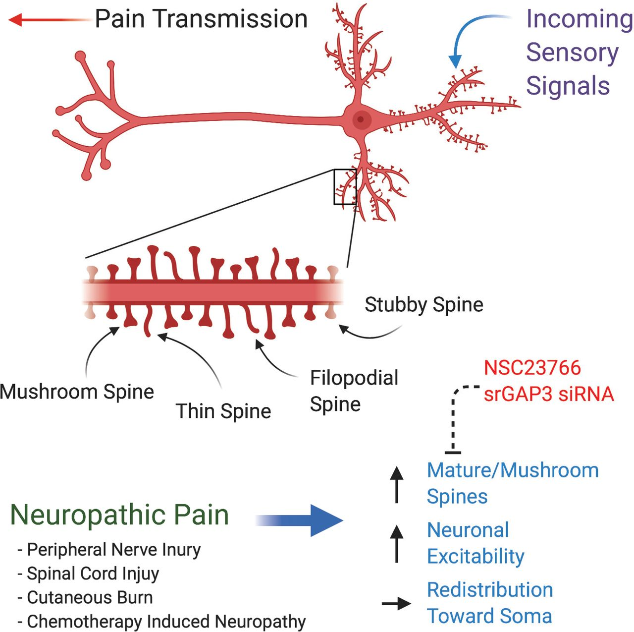 <p>A small membranous protrusion from a neuron’s dendrite that typically receives input from a single axon at the synapse</p>