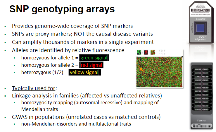 <p>SNP genotyping arrays provide <strong>genome-wide coverage</strong> of SNP markers.</p><p><strong>SNPs are proxy markers</strong>, meaning they are not the <strong>causal disease variants</strong> but are used to track disease-associated genes.</p><p>These arrays can <strong>amplify thousands of markers</strong> in a single experiment.</p><p><strong>Alleles are identified by relative fluorescence</strong>:</p><p><strong>Homozygous for allele 1</strong> = <strong>green signal</strong>.</p><p><strong>Homozygous for allele 2</strong> = <strong>red signal</strong>.</p><p><strong>Heterozygous (1/2)</strong> = <strong>yellow signal</strong>.</p>