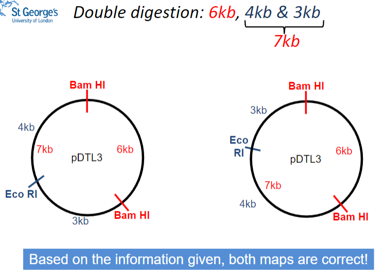 <p>Picture demonstrating double digestion:</p>