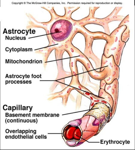 vascular
