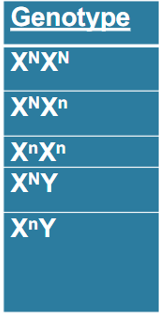 <p>Which genotypes are colour blind in phenotype here, who is a carrier?</p>