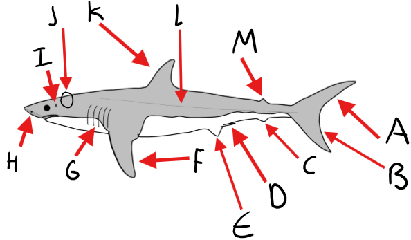 <p>Label the shark diagram</p>