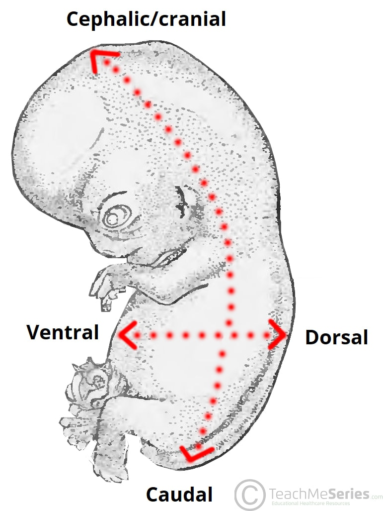 <p><u>Anterior (Ventral)</u>:</p><p>Toward or at the front of the body; in front of.</p><p><strong>♬♪ Example: </strong>The sternum is anterior to the heart.</p><p>Note: The terms "anterior" and "ventral" and "posterior" and "dorsal" are synonymous in humans but not in four-legged animals.</p>