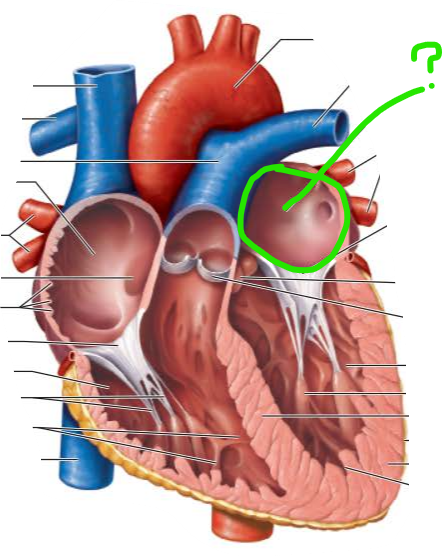 <p>name the internal structure </p>