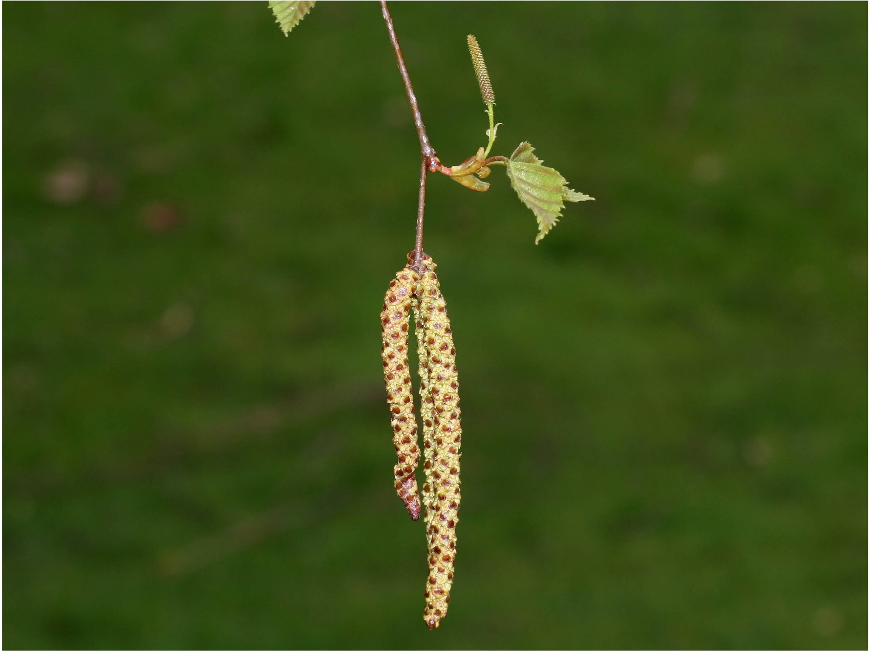 <p>Eenslachtig eenhuizig, mannelijk: hangende katjes, vrouwelijk: rechtopstaande katjes, schudbladen met elk 1-3 bloemen: bloeiwijze welke familie?</p>