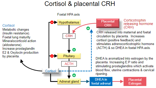 <p><strong>Placental CRH</strong> is released into both <strong>maternal</strong> and <strong>foetal</strong> circulation.</p>