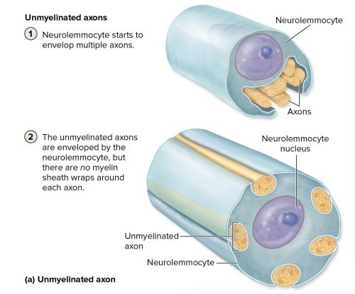 neurolemmocyte
