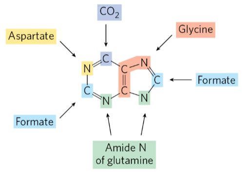 <p>Beginning with PRPP, forms inosinate IMP the first intermediate with the purine ring nucleus. To form adenylate, needs Asp and GTP (atoms and energy). To form guanylate, needs Gln and ATP (atoms and energy) </p>