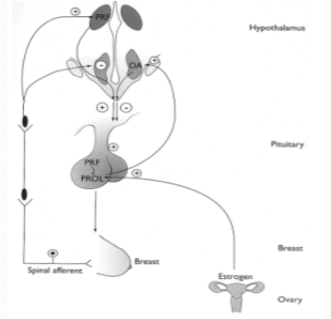 <p><strong>Increased prolactin secretion</strong>: Antipsychotics can cause an increase in <strong>prolactin</strong> levels.</p><p><strong>Gynaecomastia</strong>: Increased prolactin can lead to the development of <strong>breast tissue in males</strong>.</p><p><strong>Milk secretion</strong>: Prolactin increases can cause <strong>galactorrhea</strong>, or spontaneous milk secretion.</p><p><strong>Menstrual irregularities and impotence</strong>: Women may experience <strong>menstrual cycle disruptions</strong>, and men may have <strong>impotence</strong> due to the hormonal imbalance.</p>