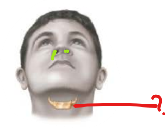 <p>Hyoid Bone</p>