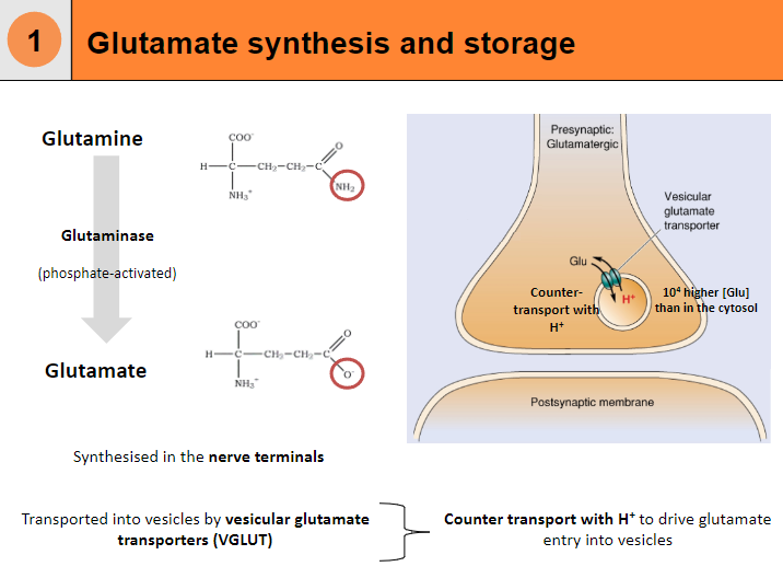 <p>Glutamate is synthesized from glutamine in the nerve terminals.</p><p>Glutamine is converted into glutamate by the enzyme glutaminase, which is phosphate-activated.</p><p>The synthesized glutamate is then transported into vesicles by vesicular glutamate transporters (VGLUT).</p><p>Vesicular transport of glutamate involves counter-transport with protons (H+).</p><p>The process results in a higher concentration of glutamate in the vesicles than in the cytosol.</p>