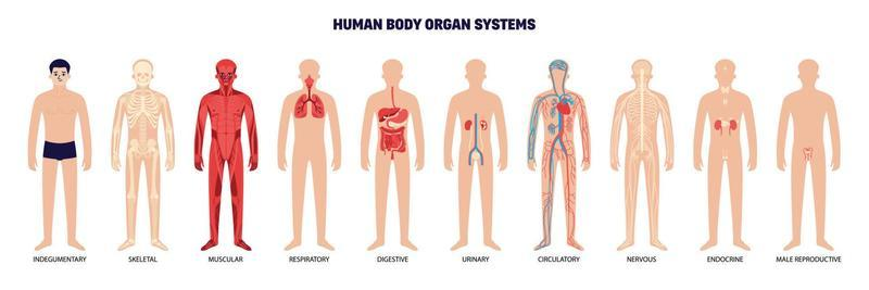 <p><u>Body Systems:</u></p><p>✿ Skeletal System</p><p>✿ Muscular System</p><p>✿ Nervous System</p><p>✿ Circulatory System</p><p>✿ Respiratory System</p><p>✿ Digestive System</p><p>✿ Endocrine System</p><p>✿ Reproductive System</p><p>✿ Urinary System</p><p>✿ Integumentary System</p><p>✿ Lymphatic/Immune System</p>