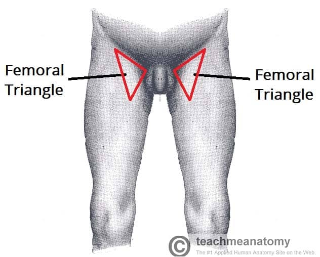 <p>What are the contents of the femoral triangle, listed from lateral to medial?</p>