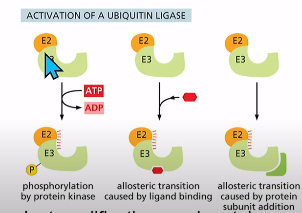 <p>Phosphorylation using protein kinase, using a ligand, or needing another protein to activate the e2, e3 complex (covalent modifications)</p>