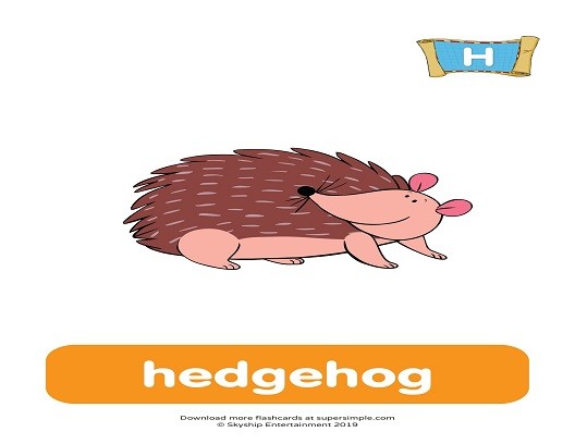 <p>hedda the hedgehog</p>