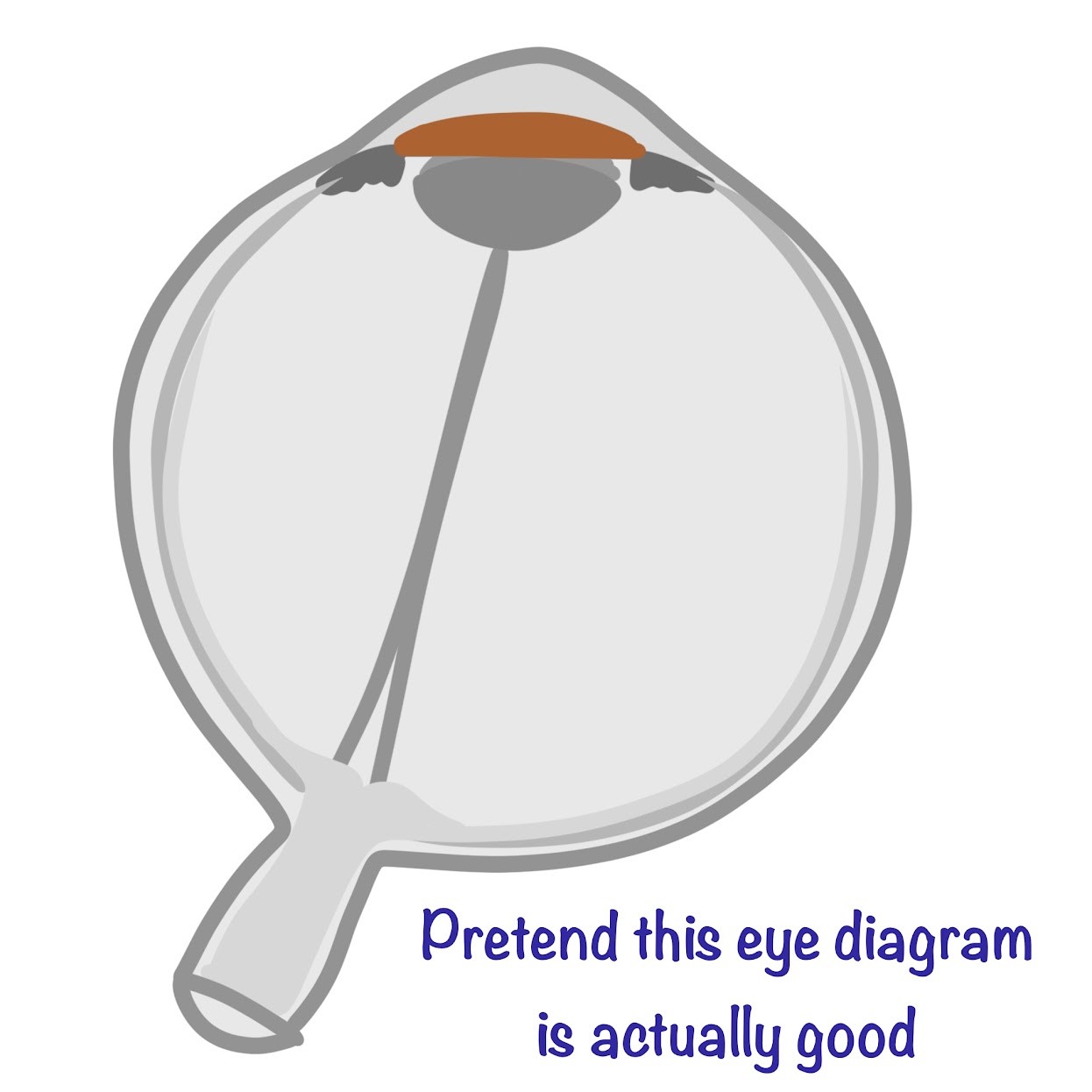 <p>Circular muscle that <span class="tt-bg-green">regulates the amount of light</span> through the pupil</p>