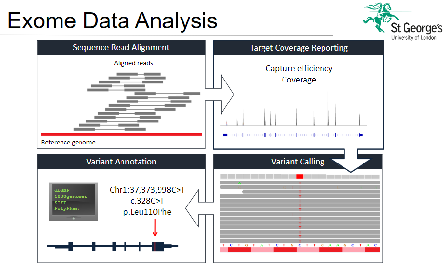 <p><strong>Variant Calling</strong>: Identifying genetic variants such as single nucleotide polymorphisms (SNPs) or insertions/deletions (indels) in the sequencing data.</p><p><strong>Variant Annotation</strong>: Providing functional context to variants, such as whether they affect protein coding sequences or regulatory regions.</p><p><strong>Sequence Read Alignment</strong>: Aligning the short sequence reads from the sequencing machine to the reference genome to identify where the reads map.</p><p><strong>Target Coverage</strong>: Evaluating how well the target regions (exons) are covered by the sequencing process.</p><p><strong>Reporting</strong>: Generating reports that summarize the identified variants, their potential impact, and how they relate to known databases.</p>