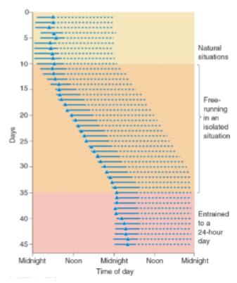 <p><strong>Definition of Zeitgebers</strong>: Environmental time cues like light-dark cycles, temperature, and humidity are collectively called zeitgebers.</p><p><strong>Difficulty of Separation</strong>: It's challenging to completely separate humans from all zeitgebers, even in controlled environments such as laboratories, as factors like people coming and going provide time cues.</p><p><strong>Isolation Studies</strong>: The most effective studies isolating humans from zeitgebers are conducted in deep caves.</p><p><strong>Free-running State</strong>: When humans are removed from all zeitgebers, they enter a "free-running" state, where their internal biological clock operates on a cycle of approximately 24.5-25.5 hours.</p>