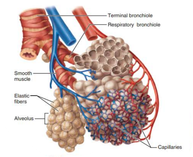 <p>pulmonary capillaries </p>