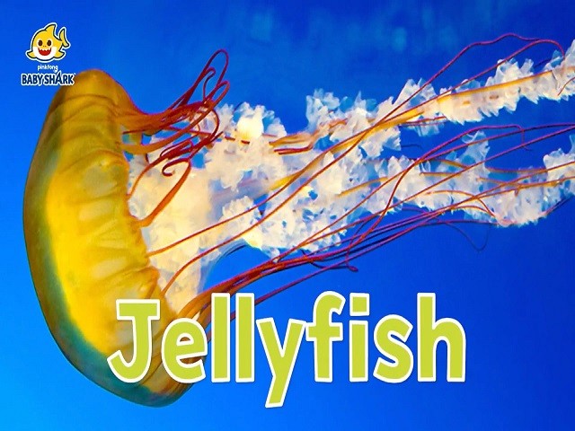 <p>jellyfish</p>