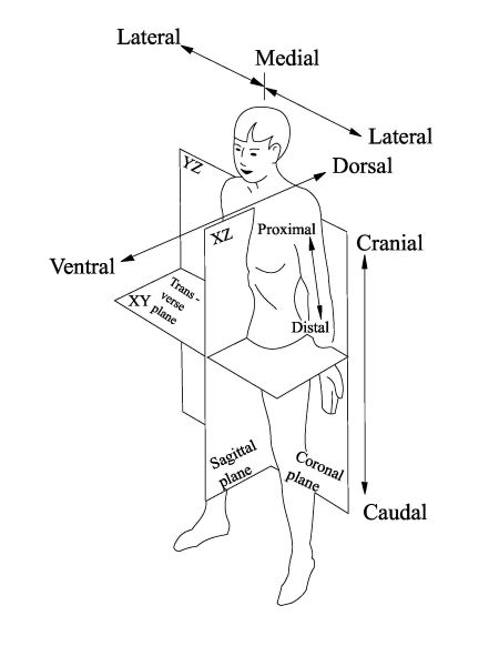 <p>Toward or at the midline of the body; on the inner side of.</p><p><strong>♬♪ Example:</strong> The heart is medial to the lungs.</p>